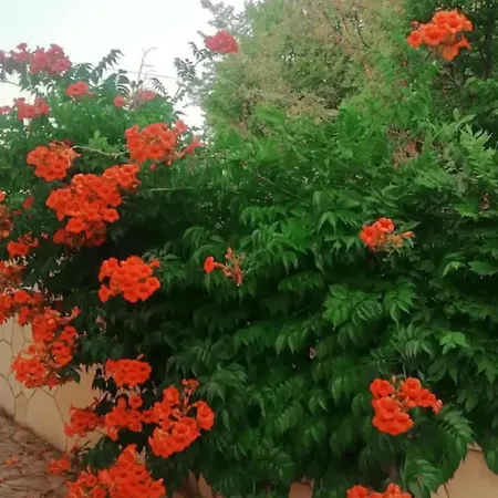 וילה Three Bedroom With Private Pool